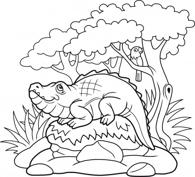 Coloring book alligator on a stone